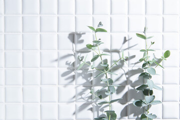 観葉植物・ユーカリの葉っぱ。白背景・コピースペース有り。