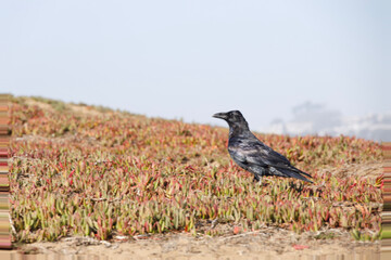 crow on the ground