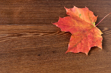 Naklejka na ściany i meble Orange autumn maple leaf on a wooden surface. Autumn nature close-up. Copy space