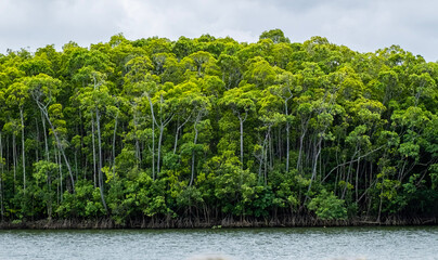 Daintree River, Queensland, Australia. River with tall green trees and mangroves and grey sky.