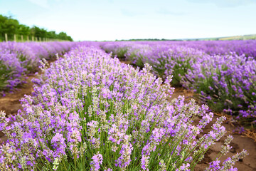 Fototapeta premium Beautiful lavender field on summer day