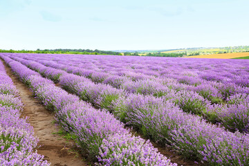 Fototapeta na wymiar Beautiful lavender field on summer day