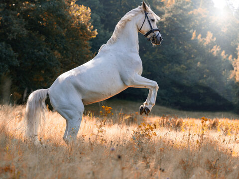 steigendes weiße Pferd; kraftvoll; Pferd auf der Weide