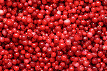 Pile of freshly harvested red wild cranberries, close-up detail from above