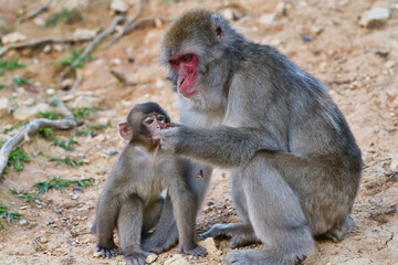 Fototapeta premium お猿さん