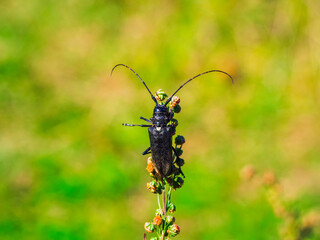 Natural background with a beetle. A black barbel beetle crawls along the stem of a plant on green background.