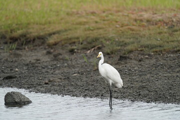 egret in the forest