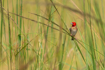 Red-headed Quelea - Quelea erythrops, beautiful colored weaver from African bushes and savannahs,...