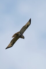 common buzzard in the sky