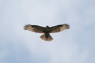 Obraz premium common buzzard in the sky