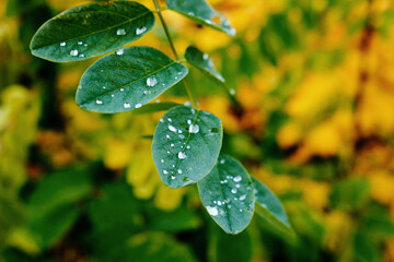 Morning Dew. Drops of water on green leaves in autumn