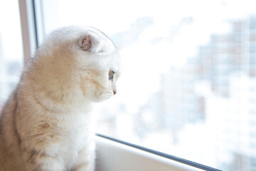 A light British cat with brown stripes is sitting on the windowsill and looking out of the window. 