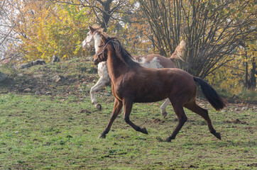 horse run on the meadow in Liguria in Italy