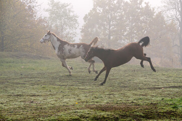 horse run on the meadow in Liguria in Italy