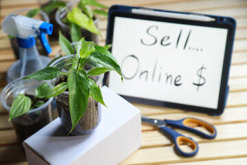 Philodendron minarum variegated leaf on table with tool for making plant online selling in freetime...