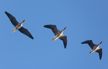 Three adult greater white-fronted geese (Anser albifrons)  fly above in morning blue sky 