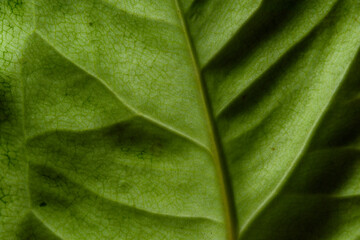 Green leaves are photographed backlit, showing the details of the leaf veins.