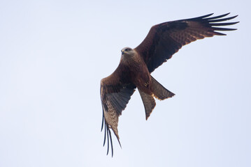 Flying black kite (Milvus migrans) makes sharp turn in air
