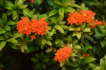 Red Ixora flower on green plant