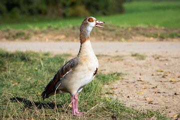 egyptian goose standing on ground