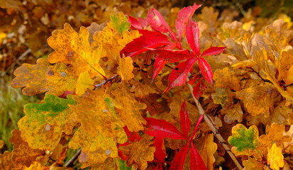 autumn leaves in the park