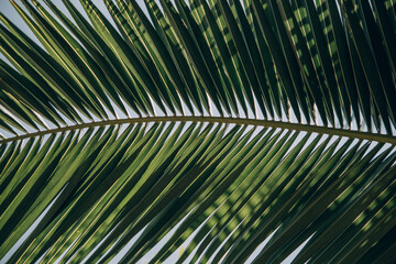  green background with palm leaves in close-up in a natural environment lit by tropical sun