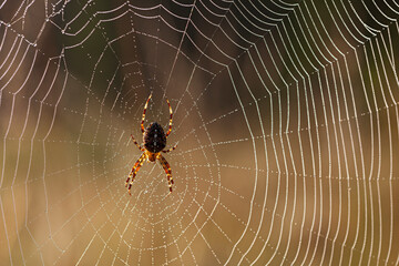 Spinne im Gegenlicht