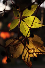 colorful canadian vine leaves in fall