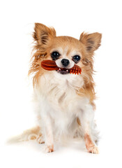 Obraz premium toothbrush candy and chihuahua