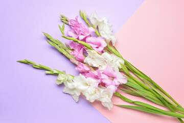 Beautiful gladiolus flowers on color background