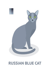 Russian Blue Cat - vector illustration in flat style