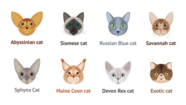Faces of cats of different breeds - vector set, collection, illustration in flat style. Exotic cat, Devon Rex, Russian blue, Maine Coon, Abyssinian cat, Savannah, Sphynx, Siamese cat.