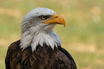 Bald eagle side view portrait