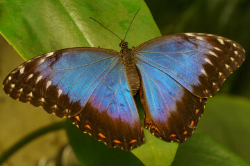 Tropical butterfly Peleides blue morpho on green leaf