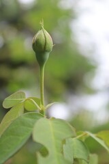 rose bud in the plant