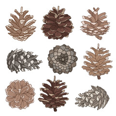 .Set of pine cones. Vector illustration of various pine cones on a white background. Color sketch. Clipart.