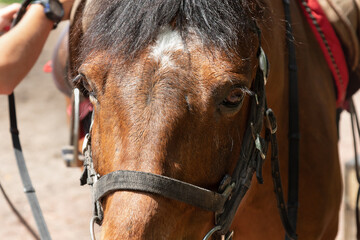 close-up portrait of brown horse with bridle.Horse equipping process