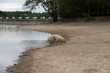 A dog getting out of the water of a lake. Golden retriever enjoying the nature.