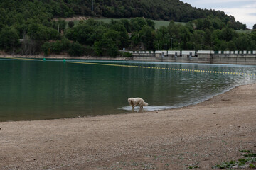 A dog running in the water of a lake. Golden retriever enjoying the nature.