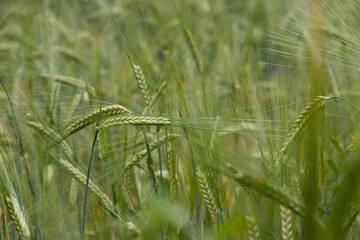 Close up of a green wheat grass plant. Soft focus.