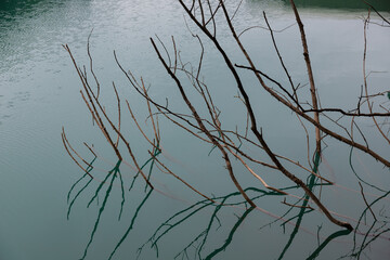Branches of a tree inside the turquoise water of a lake
