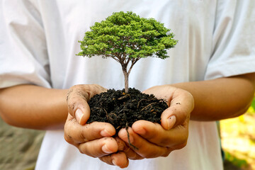 A seedling growing on the soil in a woman's hand, afforestation and forest conservation concept.
