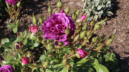 紫色のバラの花