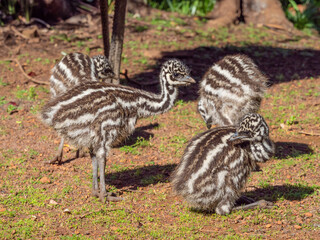 Four Young Emu Chicks - 459636045