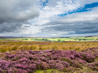Beautiful vibrant purple heather on open moorland with blue skies and dramatic skies. 