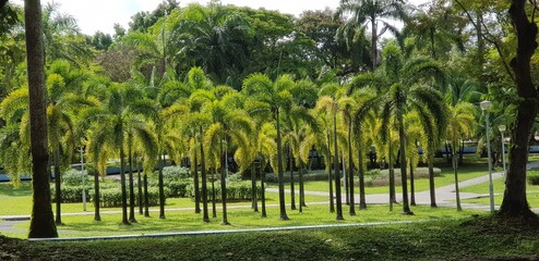 Foxtail Palm Trees in the park