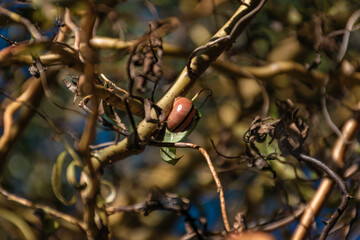 Ślimak na wierzbie © Robert