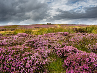 Fototapeta na wymiar Open moorland with vibrant purple heather and an old building with a lonely track leading to it. The sky is dramatic and the building is remote.