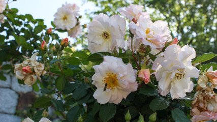白と薄いピンクのバラの花