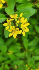 Yellow Galphimia Gracilis Flower